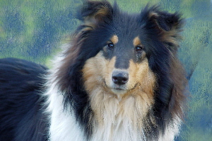 Gale, 2004