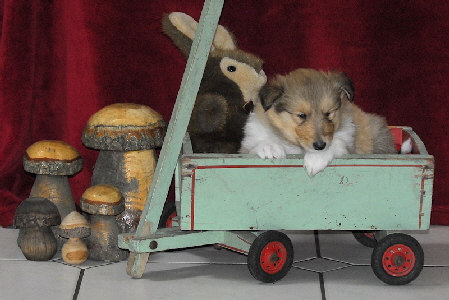 Rüde #5, 4 1/2 Wochen