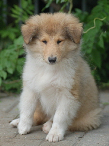 Blueyard Red Jareth (Jerry), 2006-09-04