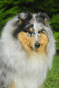 Cody