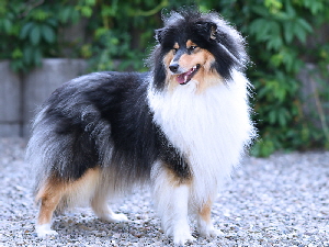 Penny, 03.06.2018