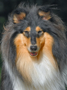 Jazzi