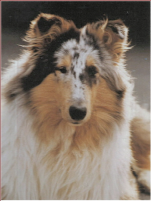 Nico b