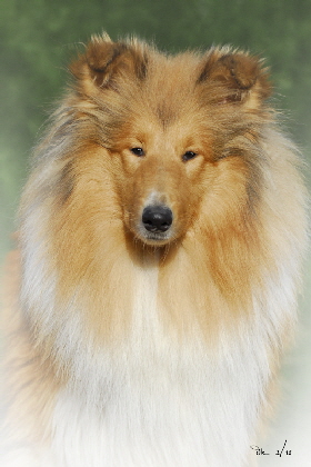 Rocky, 1 Jahr alt