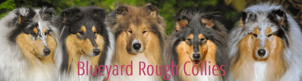 Blueyard Collies