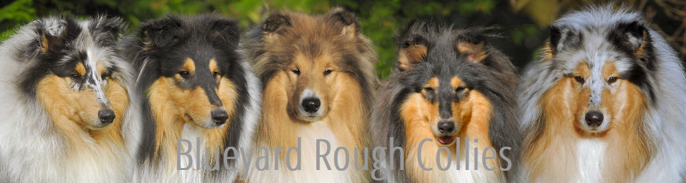 Blueyard Collies