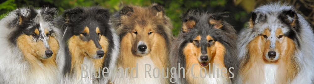 Blueyard Collies