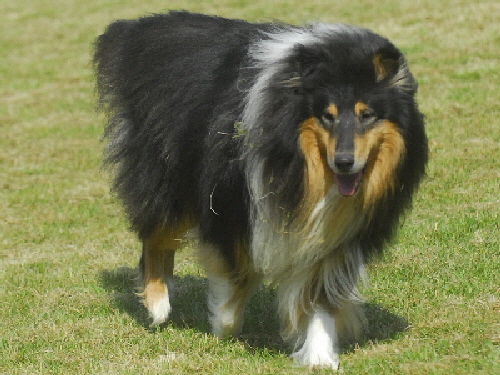 Tobi