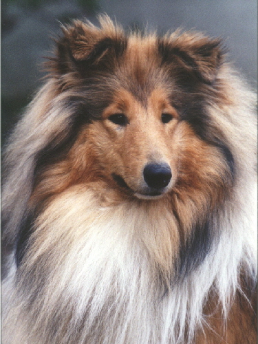 Lyssa