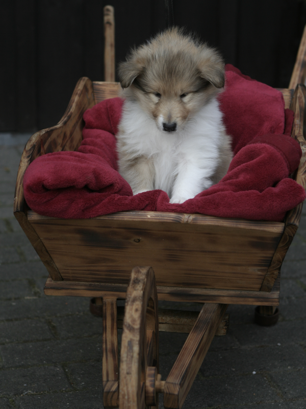 rüde#1, 6 1/2 Wochen
