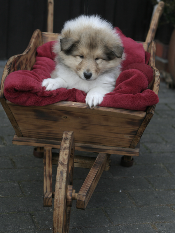 rüde#2H, 6 1/2 Wochen