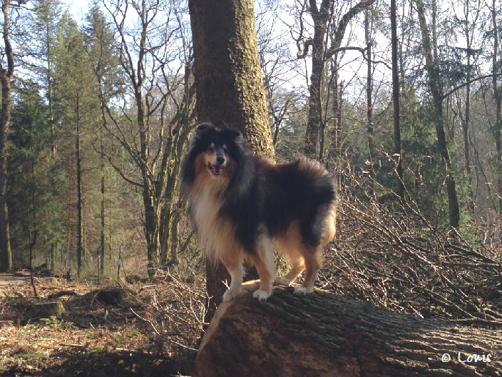 Solo, Foto Louis